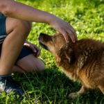 Cane accarezzato dal suo padrone