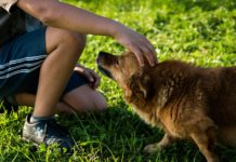 Cane accarezzato dal suo padrone