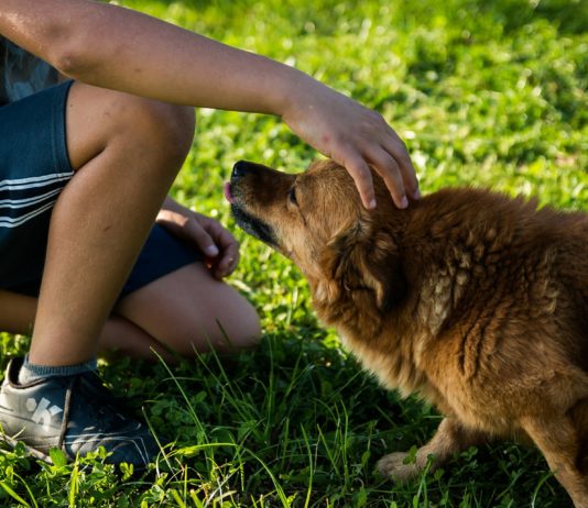 Cane accarezzato dal suo padrone