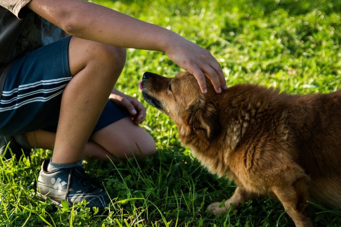 Cane accarezzato dal suo padrone