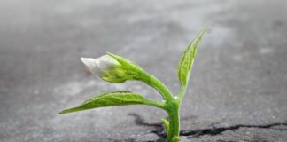 fiore che nasce dal cemento