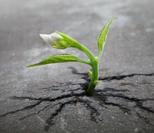 fiore che nasce dal cemento