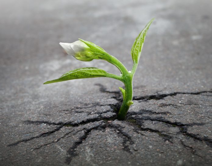 fiore che nasce dal cemento