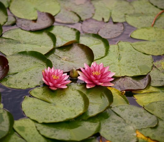 fiore di loto