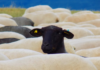 fuori dal gregge, pecora nera
